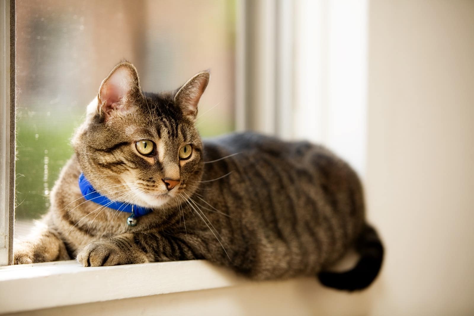 Pet tabby cat laying in a residential window. Shallow depth of field with focus on eyes.