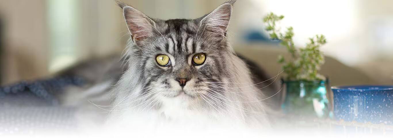 Fotografía de un gato del Himalaya