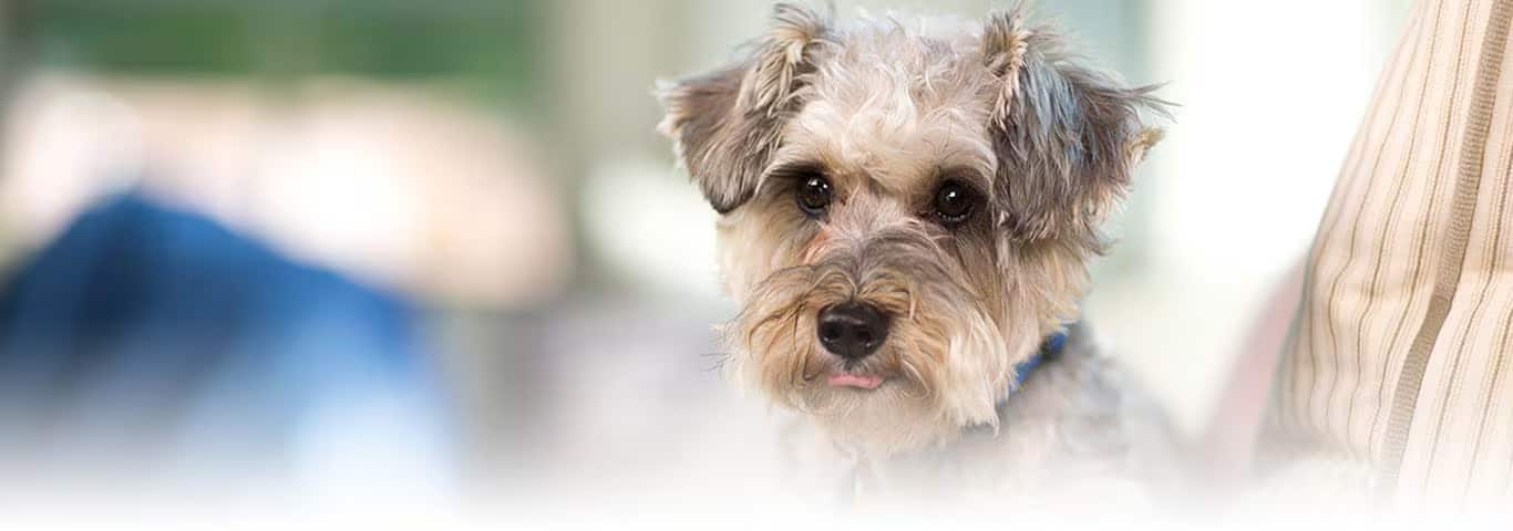 Fotografía de un perro Schnauzer estándar