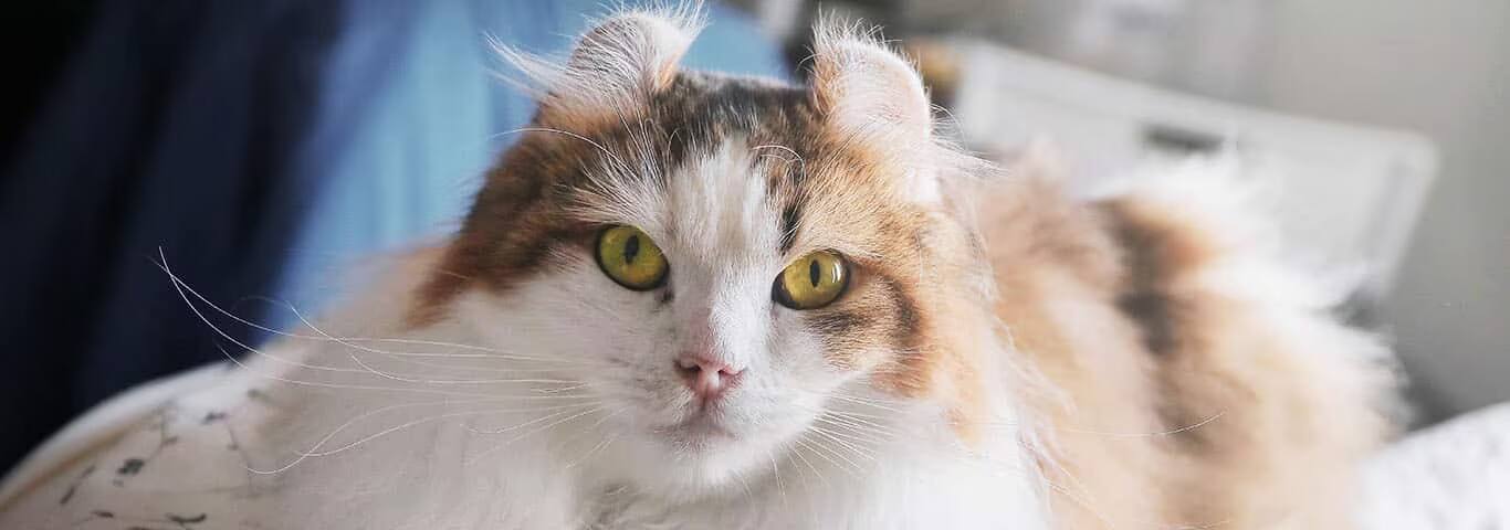 Fotografía de un gato American Curl