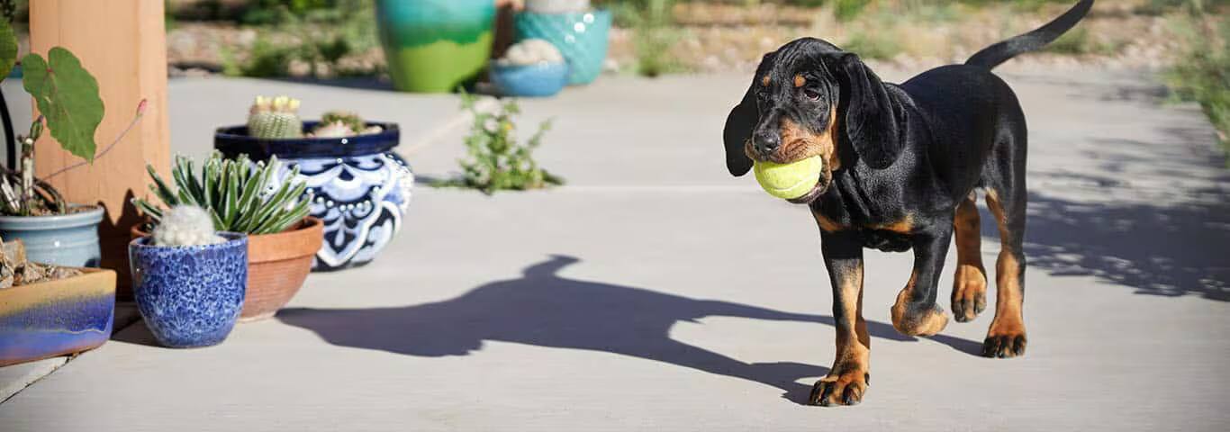 Fotografía de un perro Coonhound negro y fuego