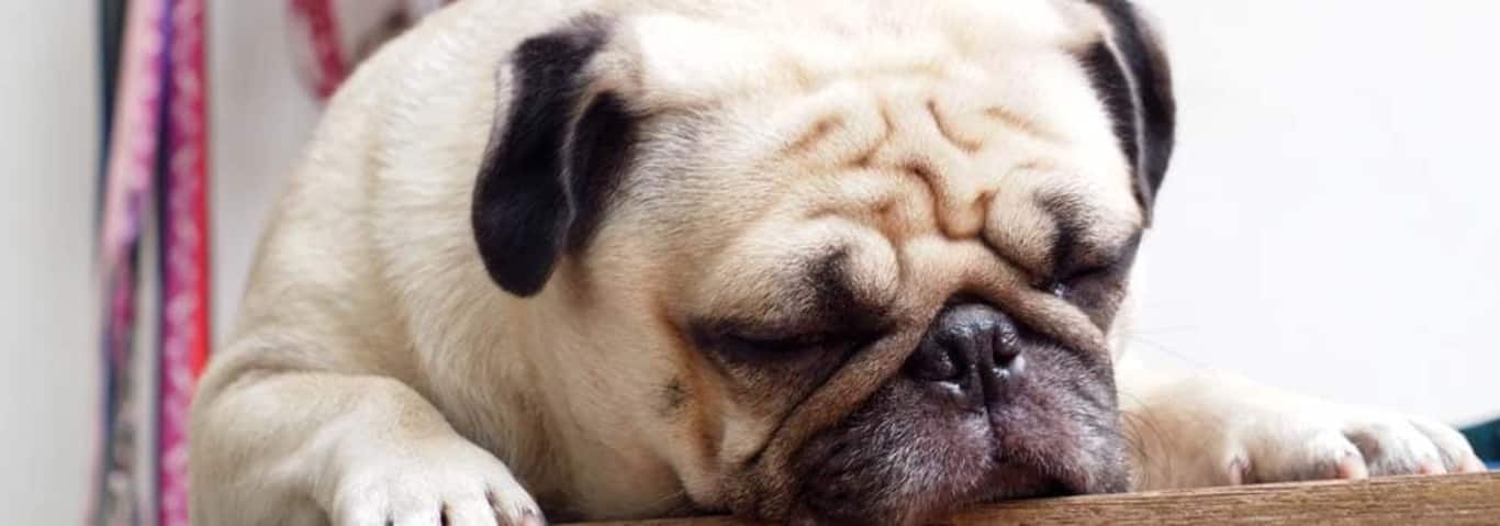 Foto de un perro Pug