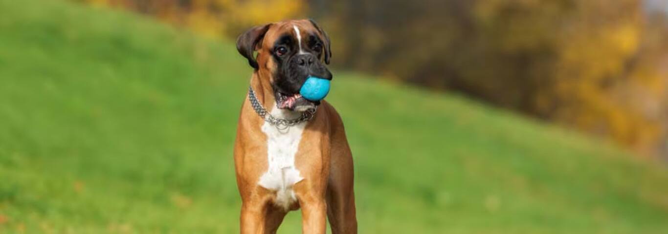 Foto de un perro Boxer