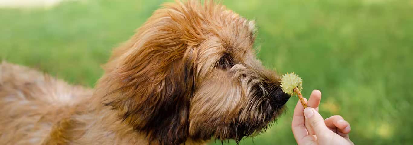 Fotografía de un perro de raza Briard