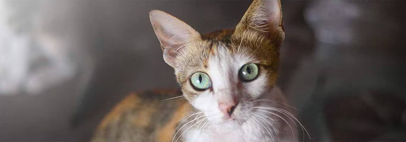 Fotografía de un gato javanés