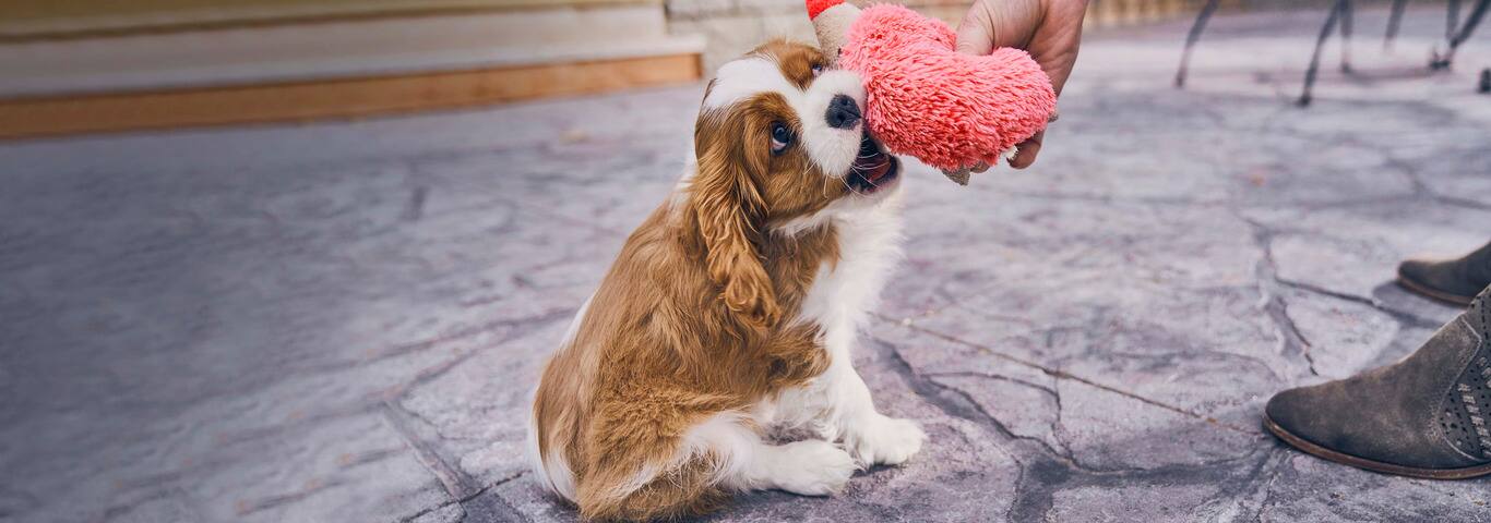 Fotografía de un perro Cavalier King Charles Spaniel