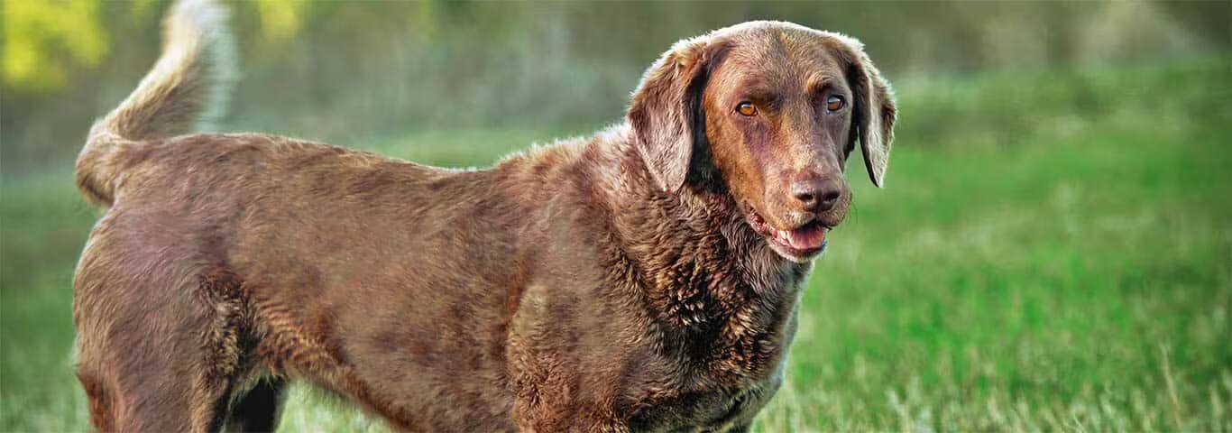 Fotografía de un perro Chesapeake Bay Retriever