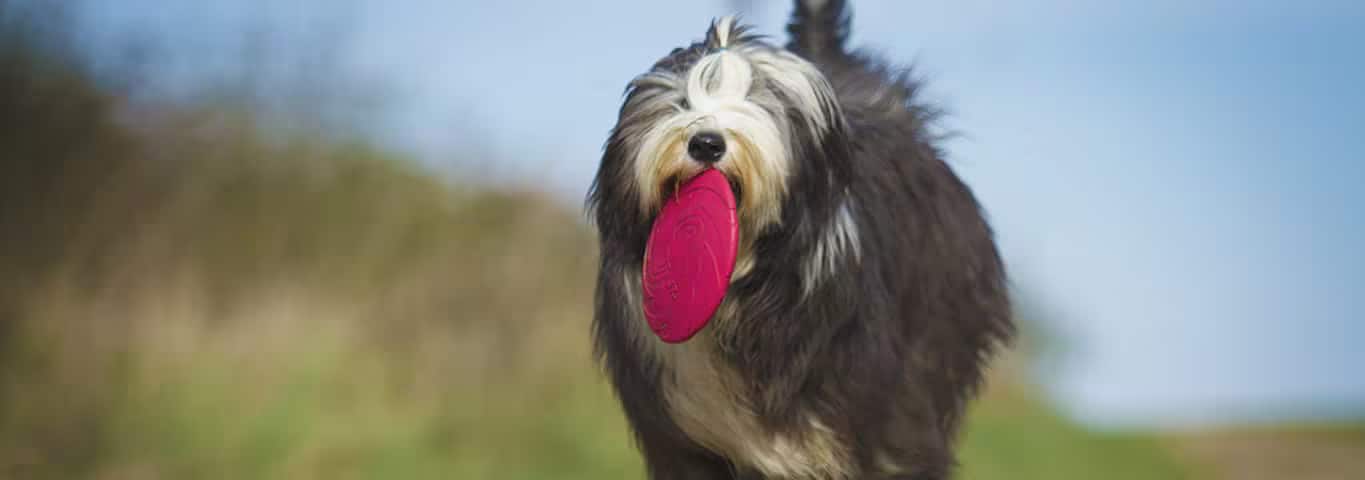 Fotografía de un perro pastor inglés antiguo