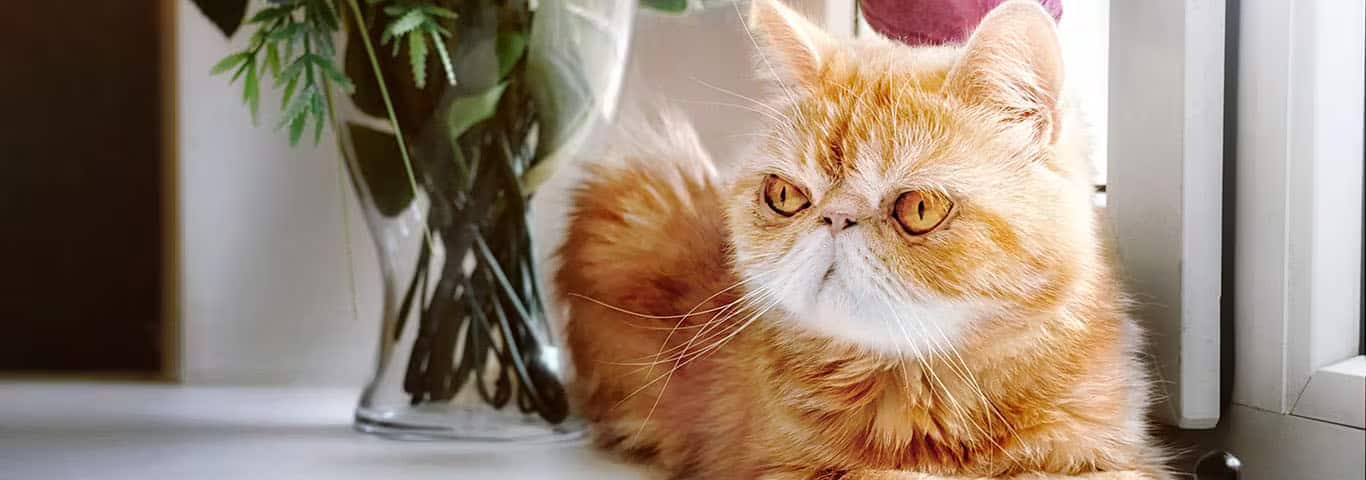 Foto de un gato exótico