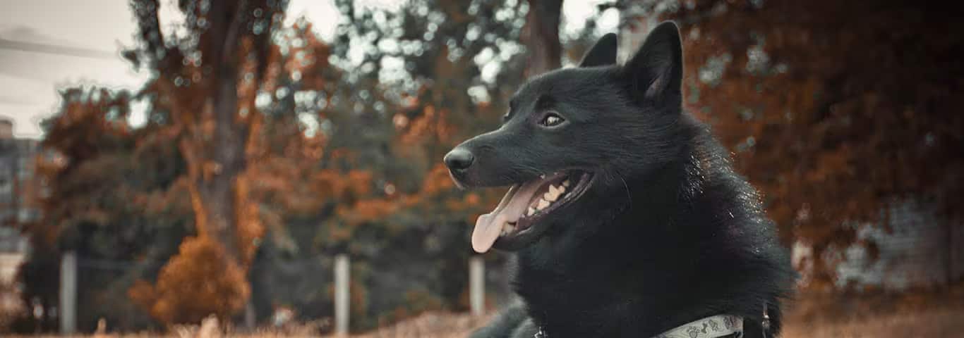 Fotografía de un perro Schipperke