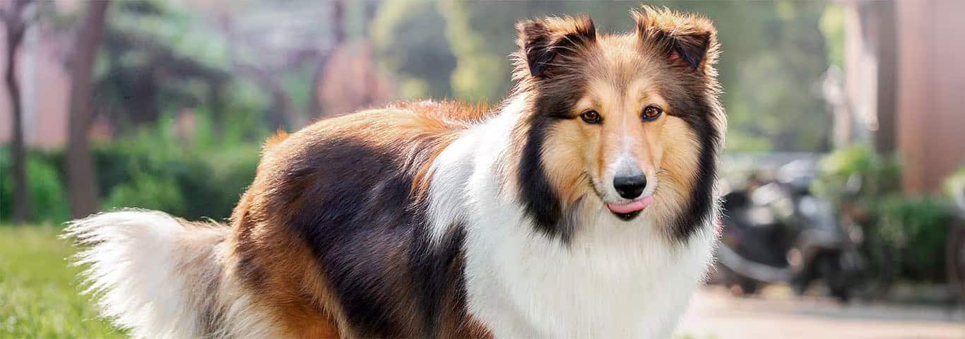 Fotografía de un perro Schnauzer gigante