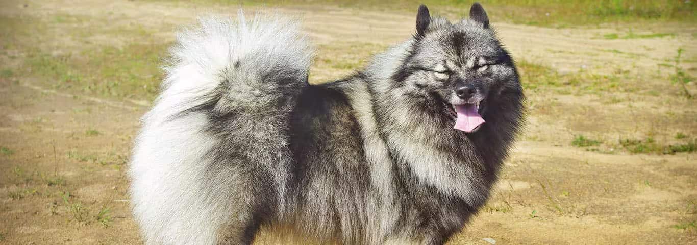 Fotografía de un perro Keeshond