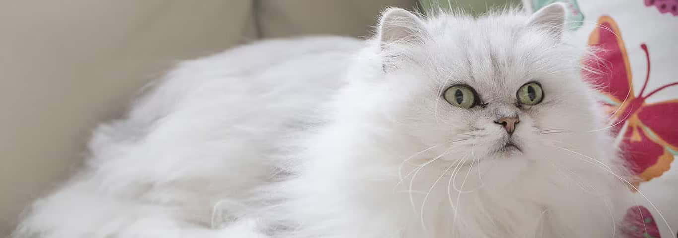 Fotografía de un gato Chantilly