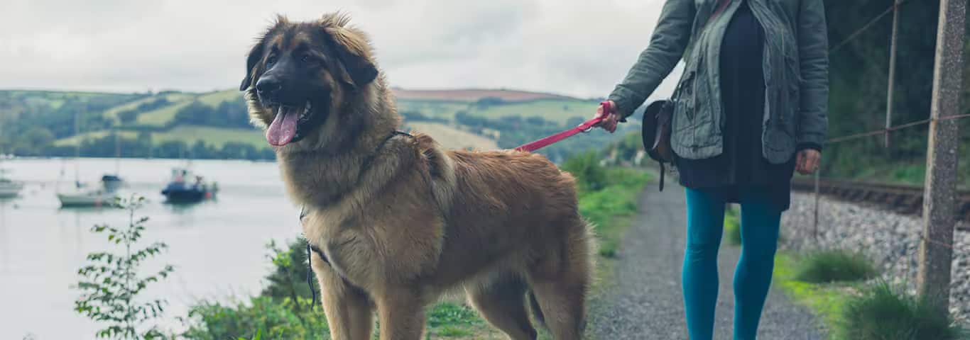 Fotografía de un perro Leonberger