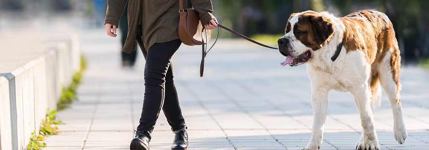 Fotografía de un perro San Bernardo