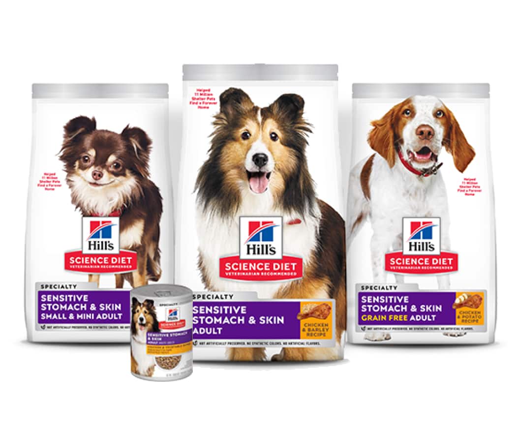 Alimentos saludables para perros