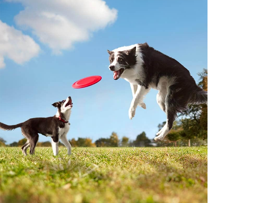 Dos perros jugando con un disco en un campo